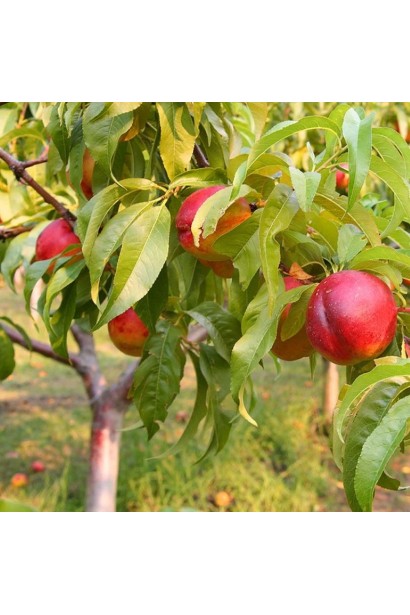 Нектарин Сноу Квін - плоди з темно-червоним рум’янцем